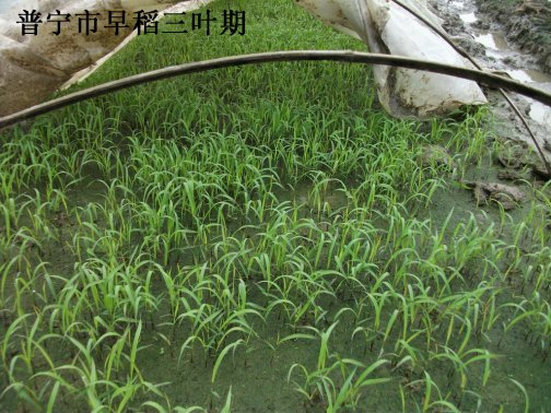  广东省农业气象旬报 (2015年第7期）