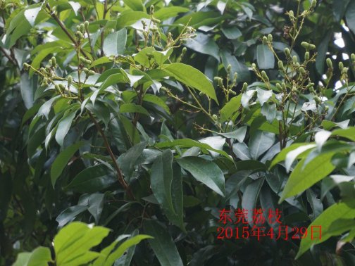 广东省农业气象旬报 (2015年第12期)