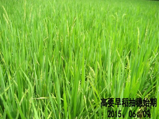 广东省农业气象旬报 (2015年第16期)