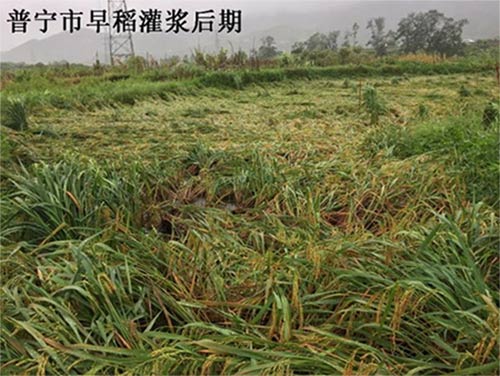 广东省农业气象旬报 (2015年第19期)