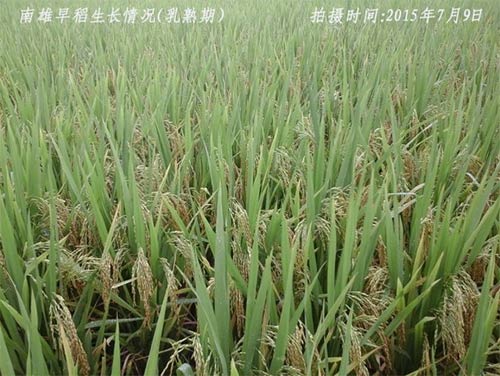 广东省农业气象旬报 (2015年第19期)