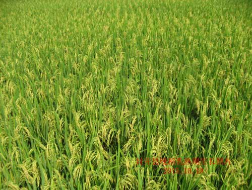 3333333.jpg
