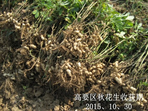 广东省农业气象旬报 (2015年第30期）