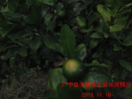 广东省农业气象旬报 (2015年第31期）