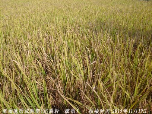 广东省农业气象旬报 (2015年第32期)