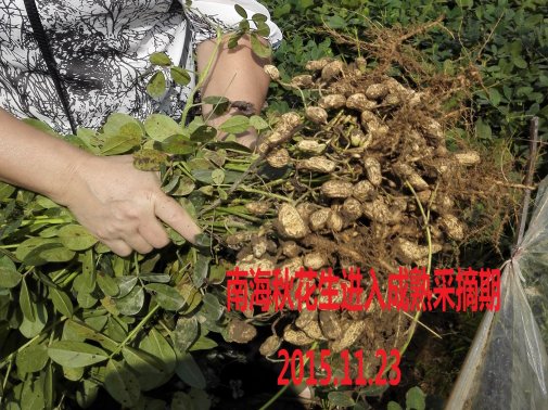 广东省农业气象旬报 (2015年第33期)