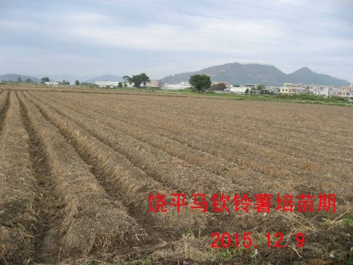广东省农业气象旬报 (2015年第34期)