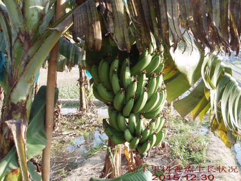 广东省农业气象旬报 (2015年第36期)