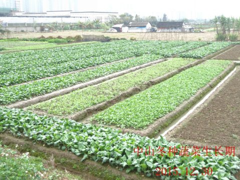 广东省农业气象旬报 (2015年第36期)