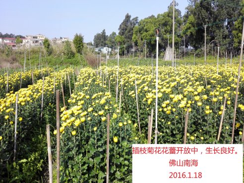 广东省农业气象旬报 (2016年第2期）