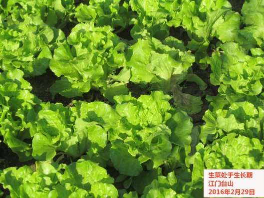 广东省农业气象旬报 (2016年第6期)