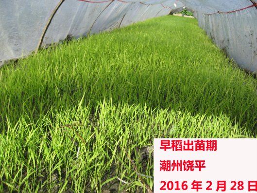 广东省农业气象旬报 (2016年第6期)