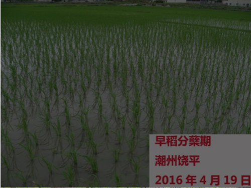 广东省农业气象旬报(2016年第11期)