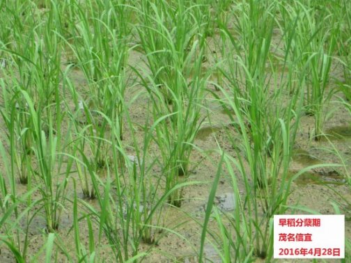 广东省农业气象旬报(2016年第12期)