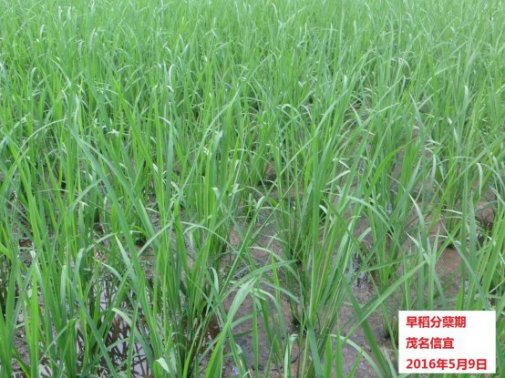 广东省农业气象旬报(2016年第13期)