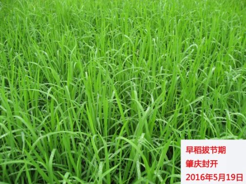广东省农业气象旬报(2016年第14期)