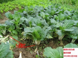 广东省2016年1月：降水异常偏多