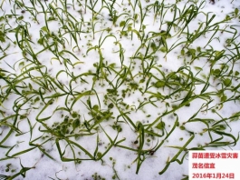 广东省2016年1月：降水异常偏多