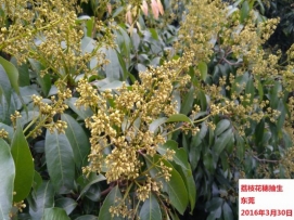 广东省2016年3月：降水显著偏多