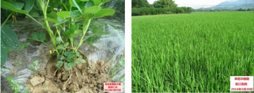 广东省2016年5月：气温偏高，降水正常但局部显著偏多，日照偏多