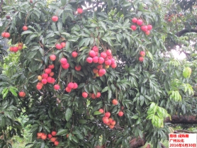 广东省2016年6月：气温偏高，降水不均，日照偏多