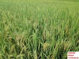 广东省2016年6月：气温偏高，降水不均，日照偏多