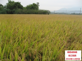 广东省2016年11月：气温偏低，降水偏多，日照偏少