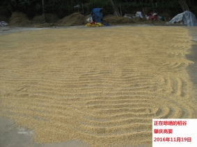 广东省2016年11月：气温偏低，降水偏多，日照偏少