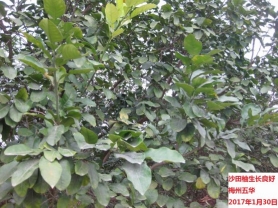 广东省2017年1月：气温显著偏高，降水显著偏少，日照偏多