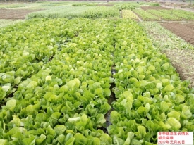 广东省2017年1月：气温显著偏高，降水显著偏少，日照偏多