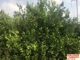 广东省2017年9月：气温偏高、降水略偏少、日照偏多