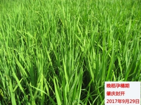 广东省2017年9月：气温偏高、降水略偏少、日照偏多