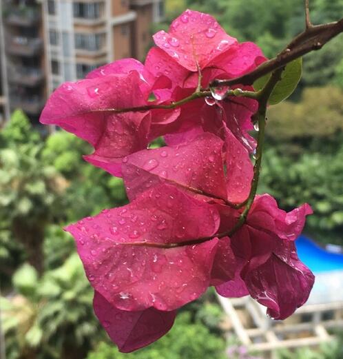 2到3日广东仍有明显雷雨