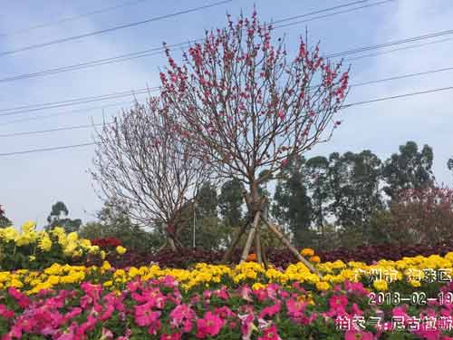 今明广东天气和暖 初五夜间起有冷空气影响