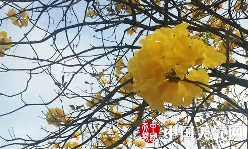 南粤大地春颜已现 冷空气刷入小清新