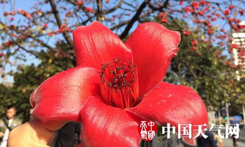 南粤大地春颜已现 冷空气刷入小清新