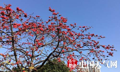 南粤大地春颜已现 冷空气刷入小清新