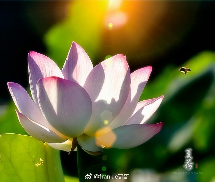 广东高温天气已持续一周 未来3天高温维持