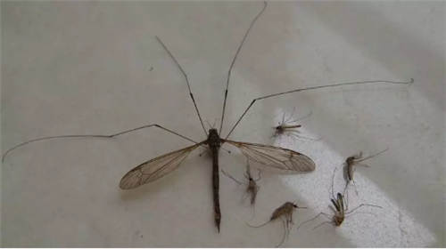 这个清明秒变“冬”?