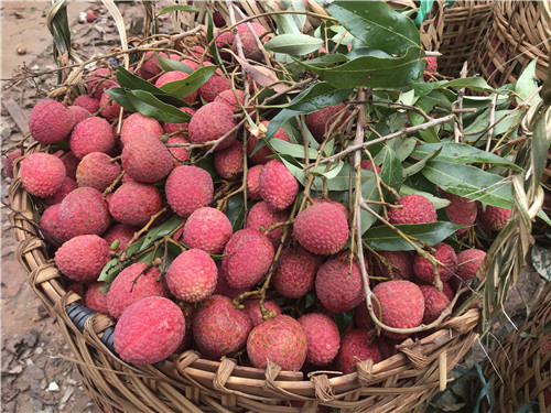 广东荔枝丰收 在台风雨前抢收