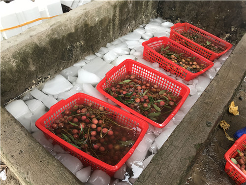 广东荔枝丰收 在台风雨前抢收