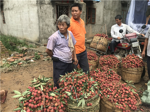 广东荔枝丰收 在台风雨前抢收