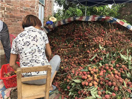 广东荔枝丰收 在台风雨前抢收
