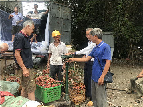 广东荔枝丰收 在台风雨前抢收