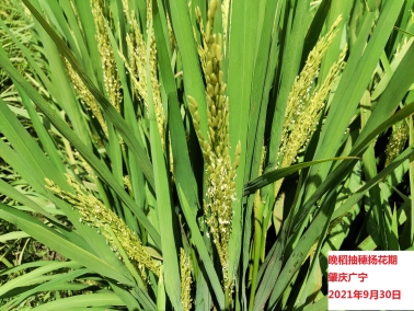 1633070450399057463.jpg 915549166.005.jpg