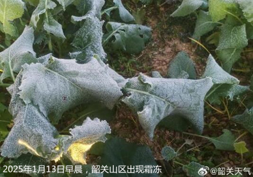 1736746854846078008.jpg 1301_副本.jpg