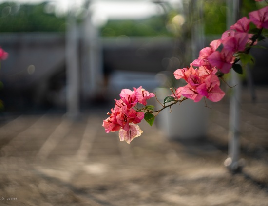 1742615186020011502.jpg 封面图来自renli.jpg