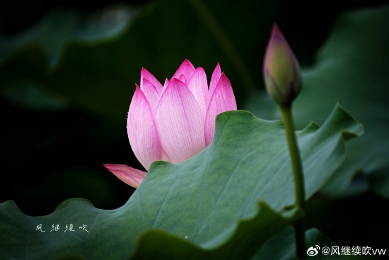 荷花.jpg