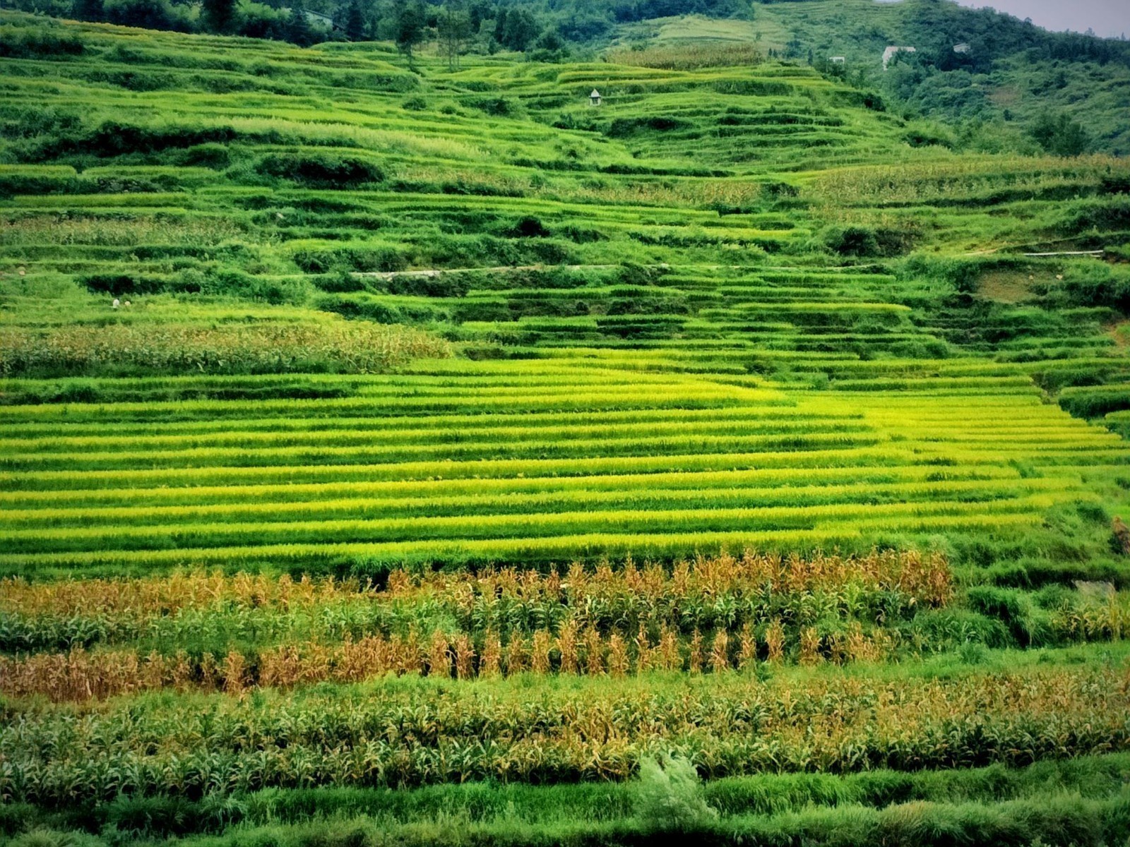 广东省农业气象周报（2025年第51期）